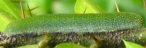Larvae
